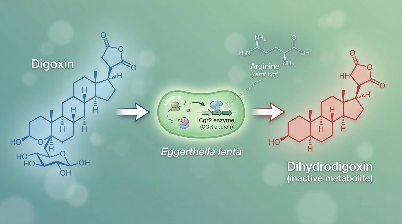 Digoxine en Eggerthella lenta